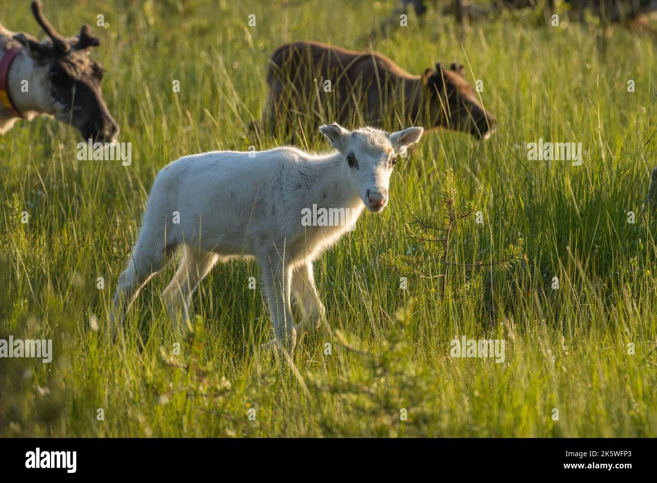 Close-up of a young domestic reindeer, Rangifer tarandus calf walking ...