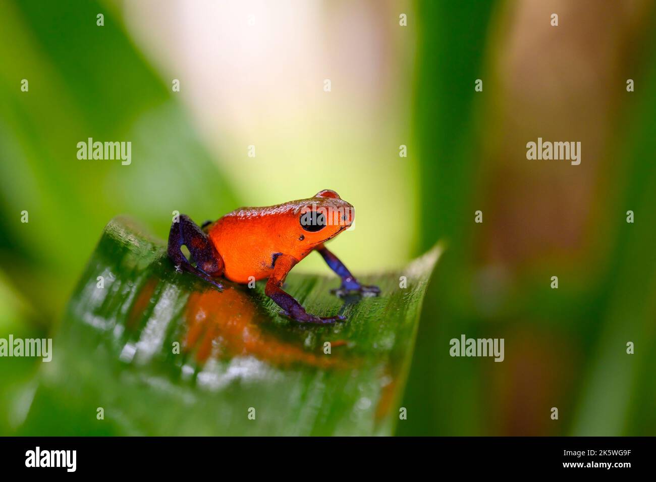 Strawberry poison dart frog (Oophaga pumilio) close up, sitting on a leaf, Costa Rica. Stock Photo