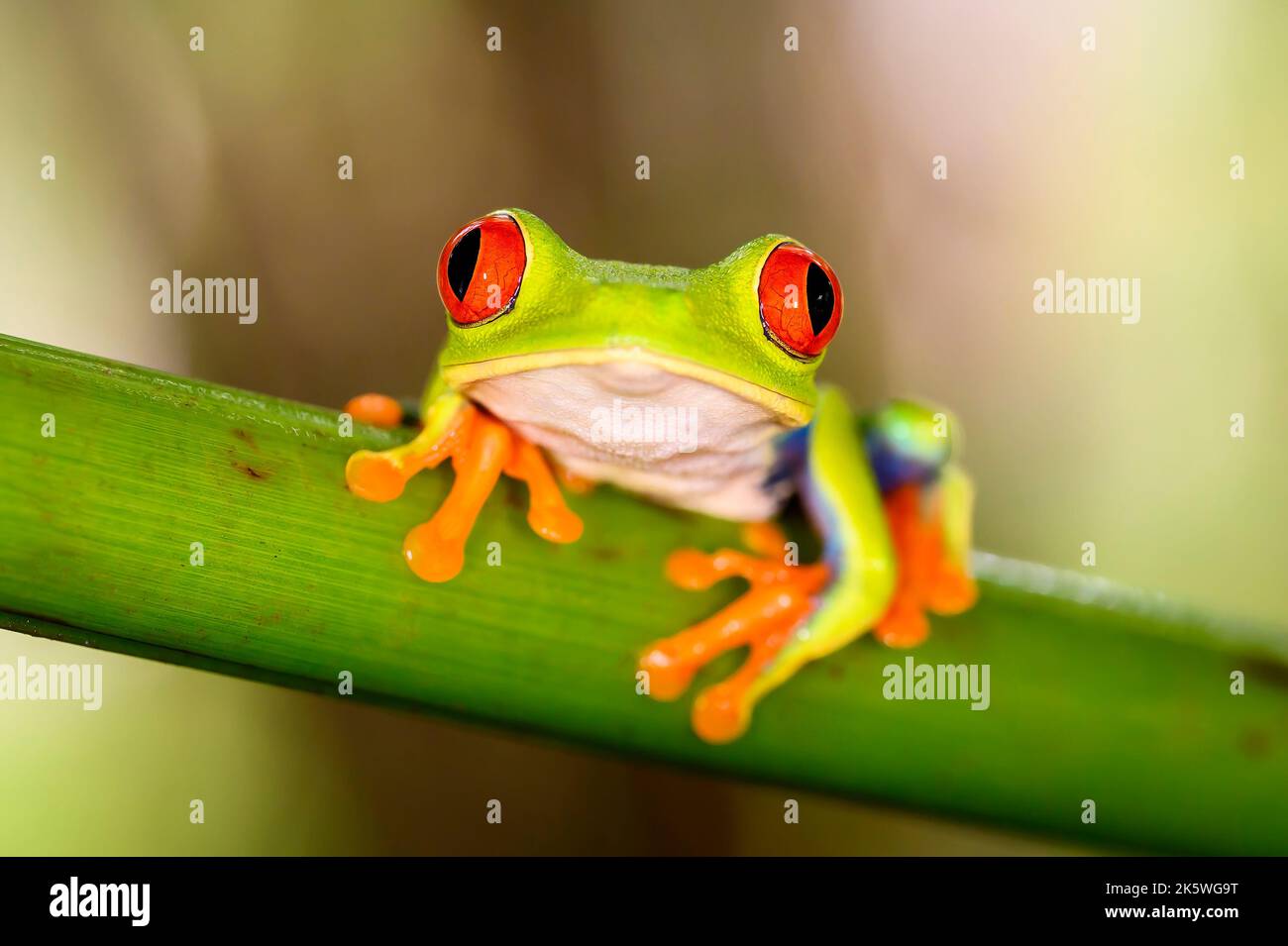 Red-eyed tree frog (Agalychnis callidryas) sitting on a branche, looking at camera, Costa Rica. Stock Photo