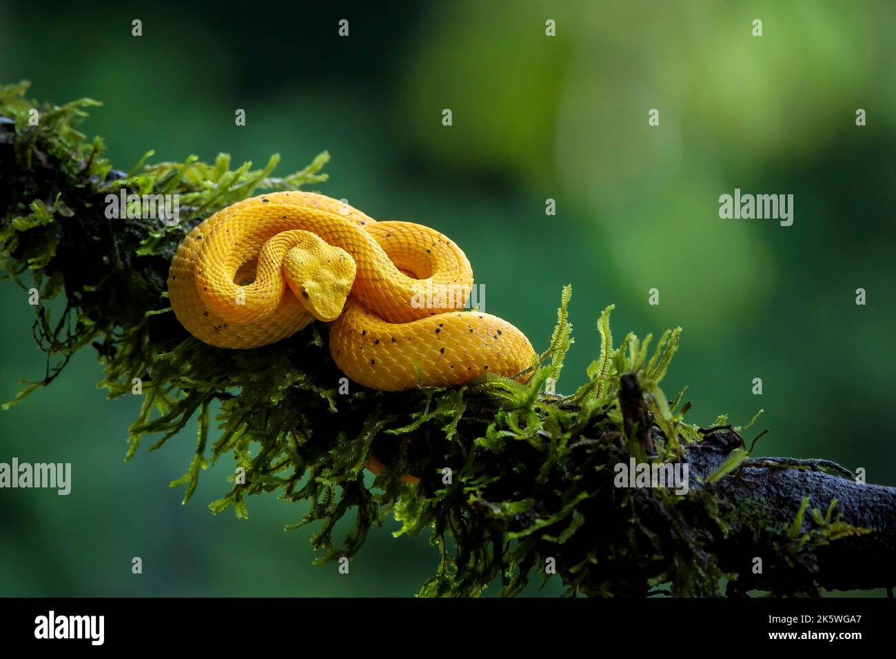 Eyelash pit viper (Bothriechis schlegelii) with yellow coloration, coiled on branch, Costa Rica. Stock Photo