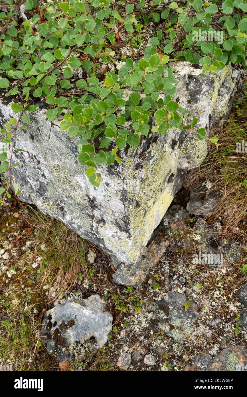 A low-growing form of a fell birch called the Kiilopää birch (Betula pubescens ssp. czerepanovii var. appressa) growing on a rock in Finland Stock Photo