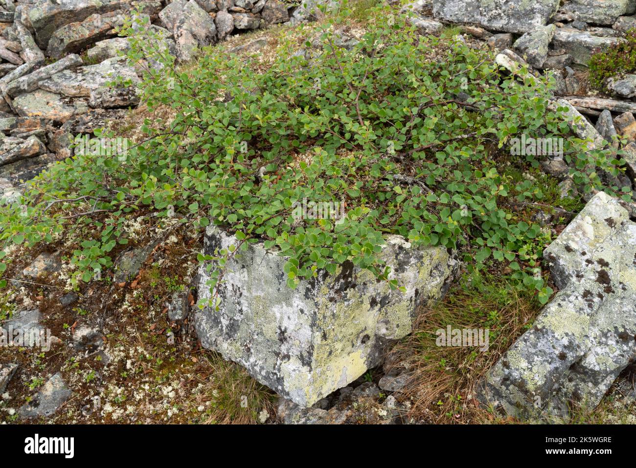 A low-growing form of a fell birch called the Kiilopää birch (Betula pubescens ssp. czerepanovii var. appressa) growing on a rock in Finland Stock Photo