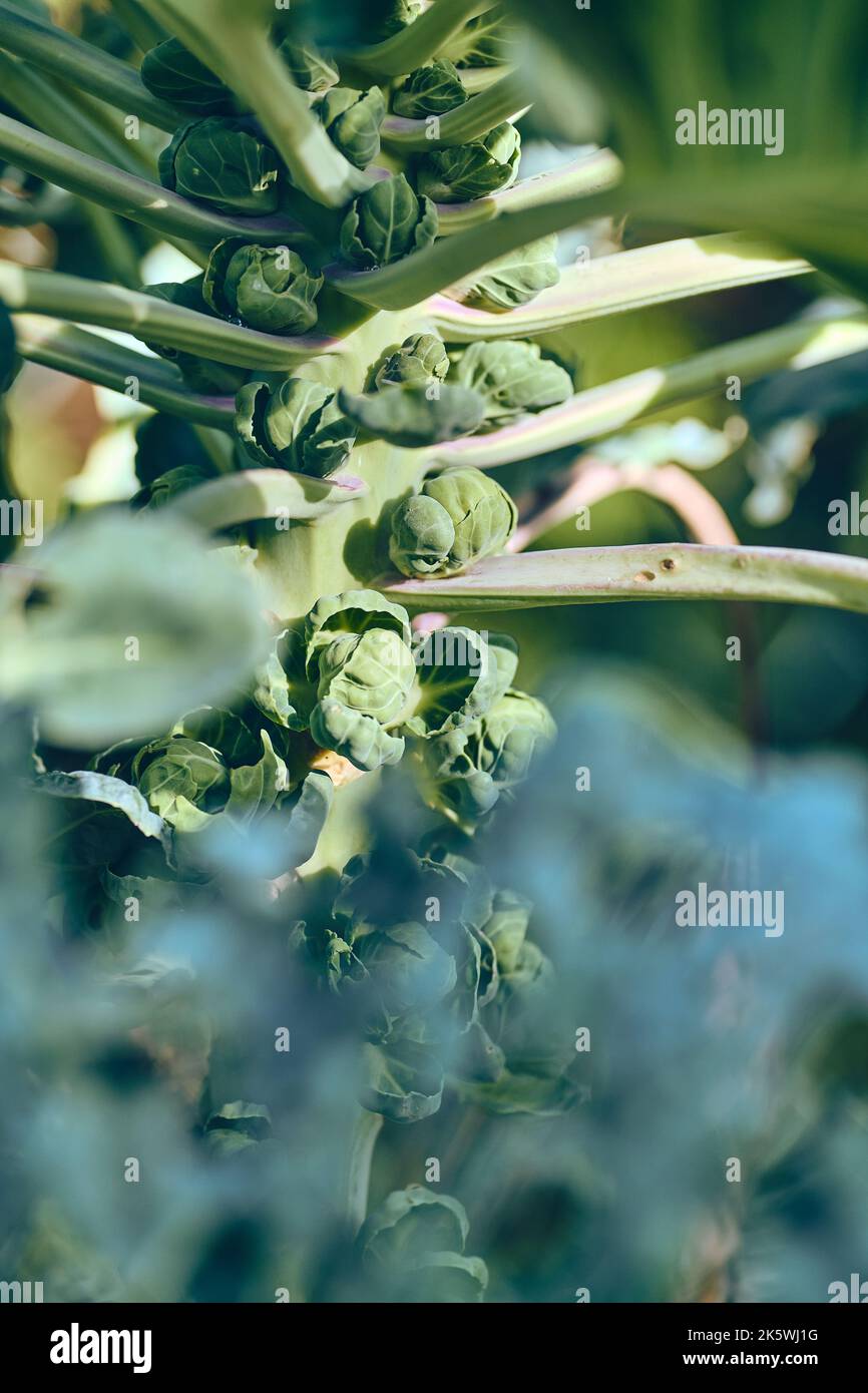 Stem with Brussels Sprouts growing. High quality photo Stock Photo - Alamy