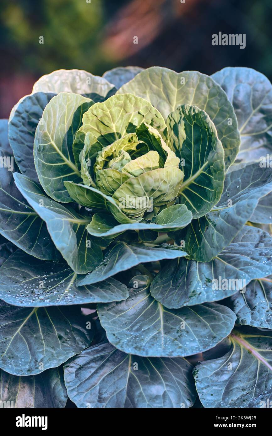 Cabbage leaves in autumn sun. High quality photo Stock Photo