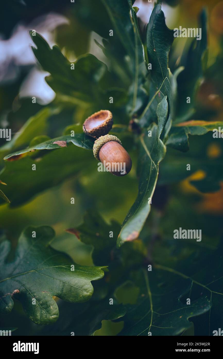 Brown Acorns hanging in Oak Tree. High quality photo Stock Photo