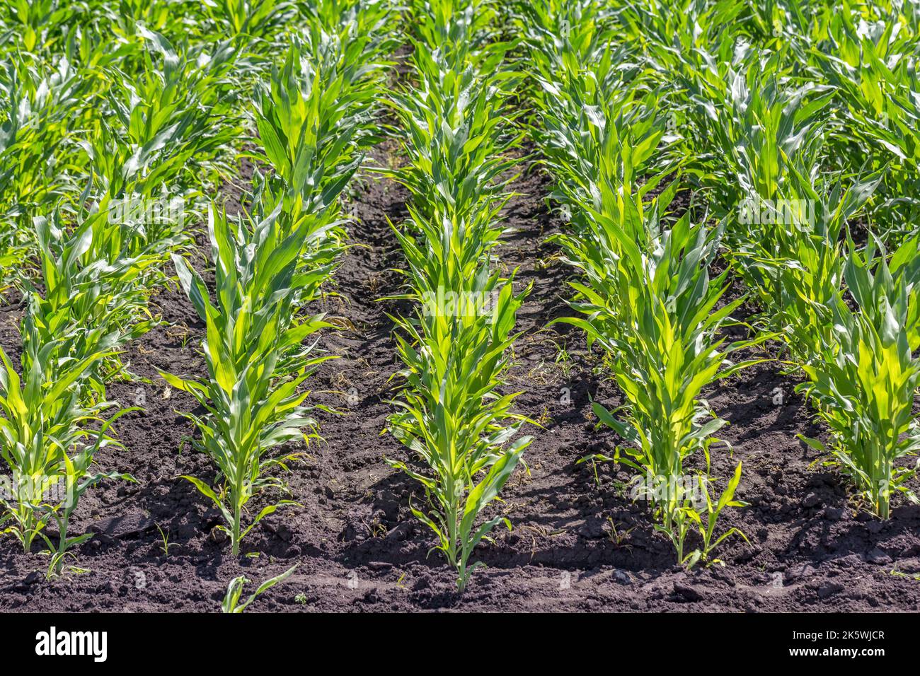 Green field of young corn with clean rows Stock Photo - Alamy