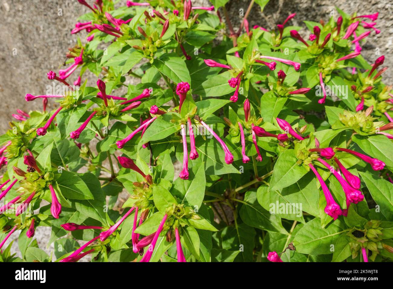 16+ Marvel Of Peru Plant