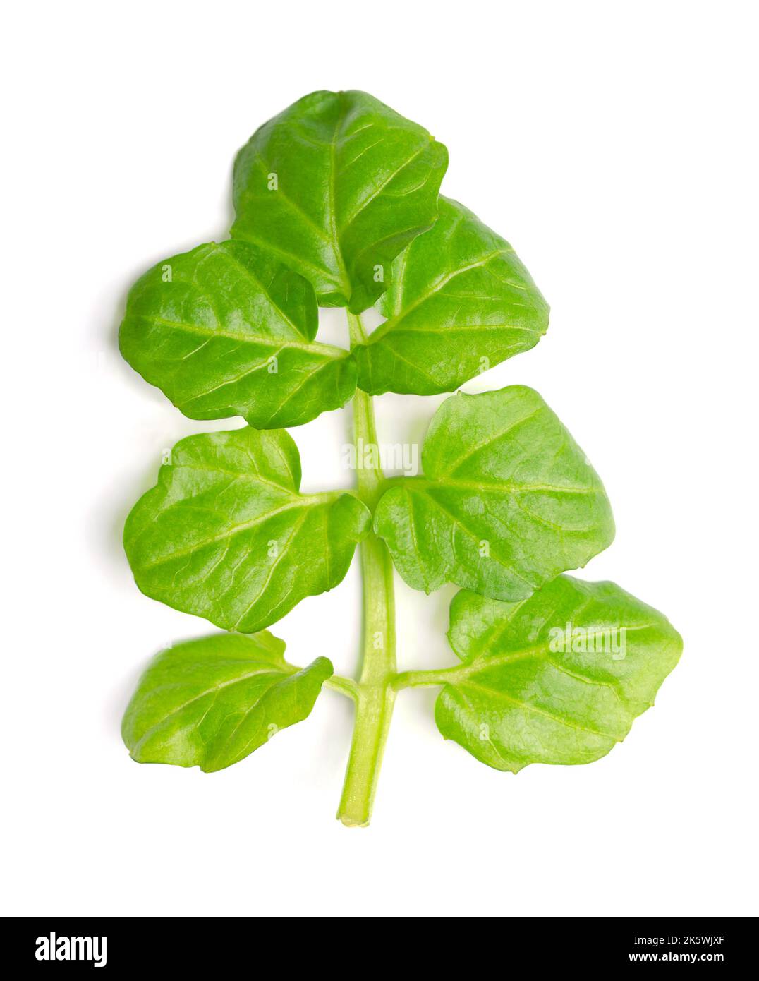 Watercress leaf, close up from above. Fresh, green, feather like frond of Nasturtium officinale, also known as yellowcress, with paripinnate divisions. Stock Photo