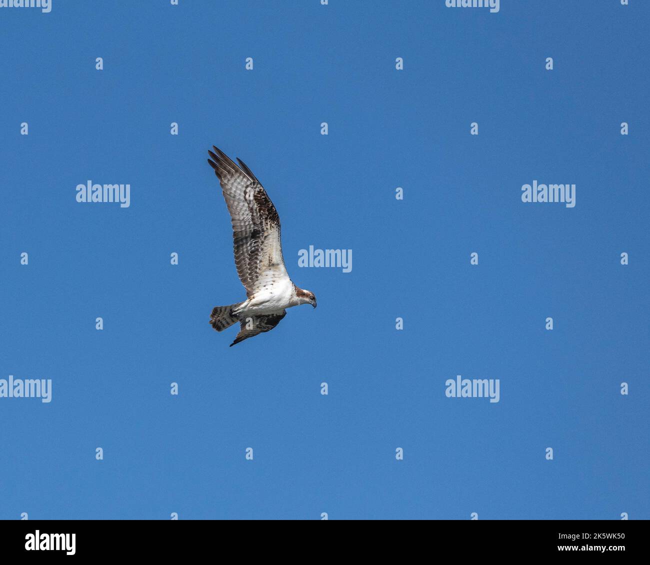 An Osprey (Pandion haliaetus ) flies against a blue sky at the