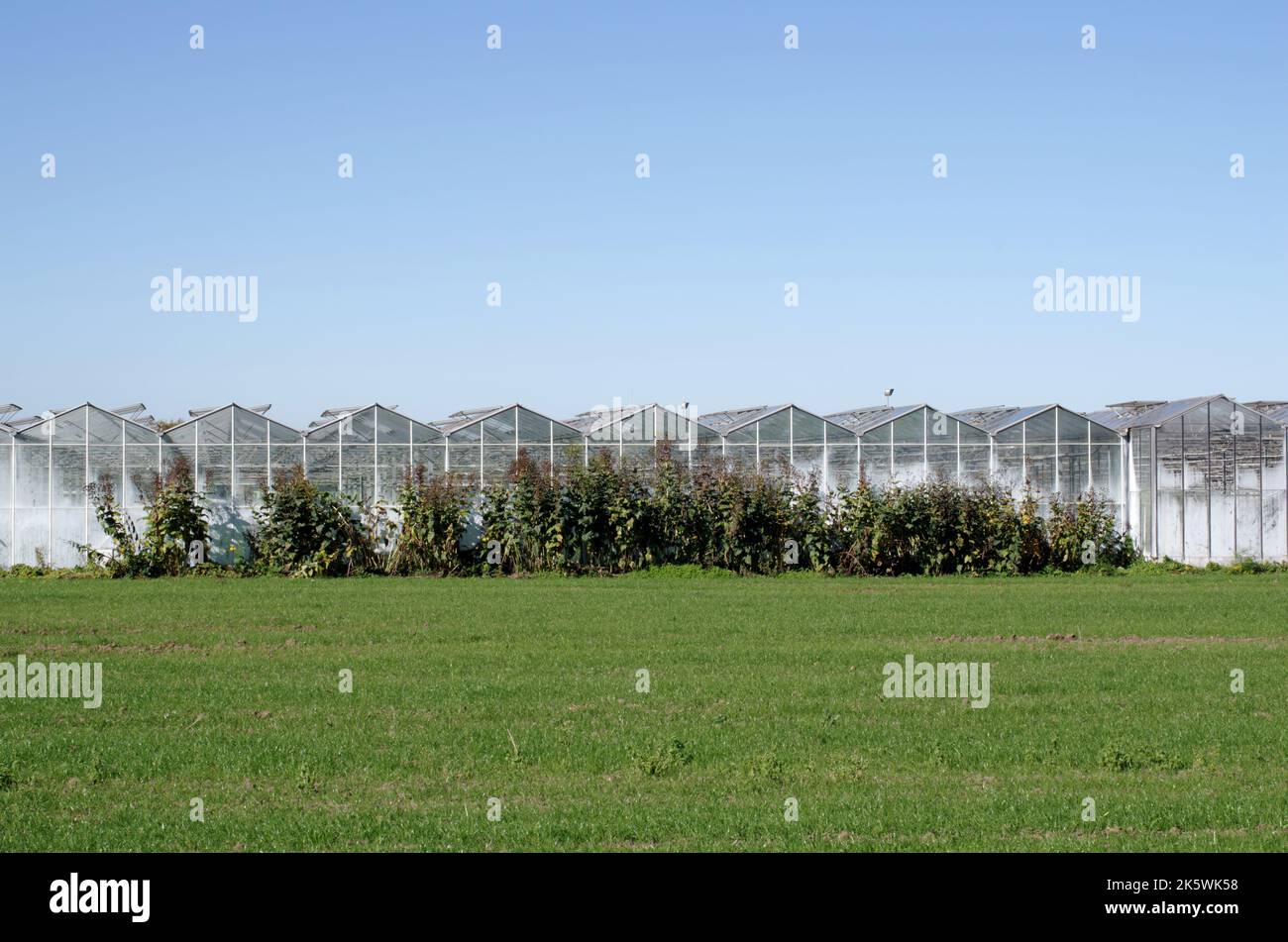 Agriculture, food production of vegetables: facade front of greenhouse for faster production at colder temperatures Stock Photo