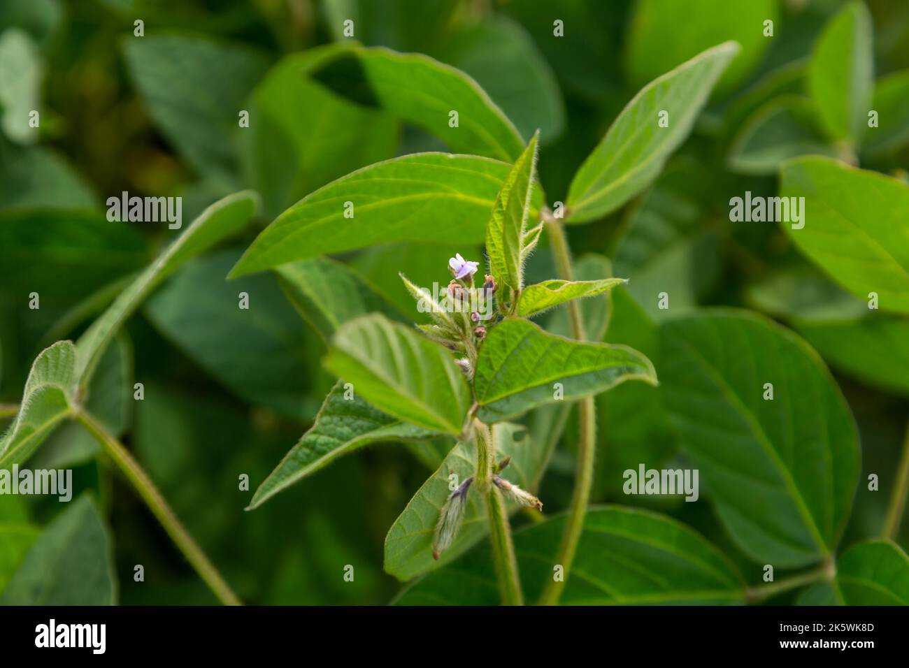 Close up young farmer soybean hi-res stock photography and images - Alamy