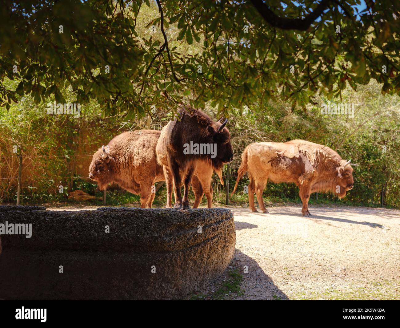 small Zoo Lange Erlen or ErlenVerein Basel. Free zoo founded in 1871 with mostly native animals small Zoo Lange Erlen or ErlenVerein Basel. Free zoo founded in 1871 with mostly native animals