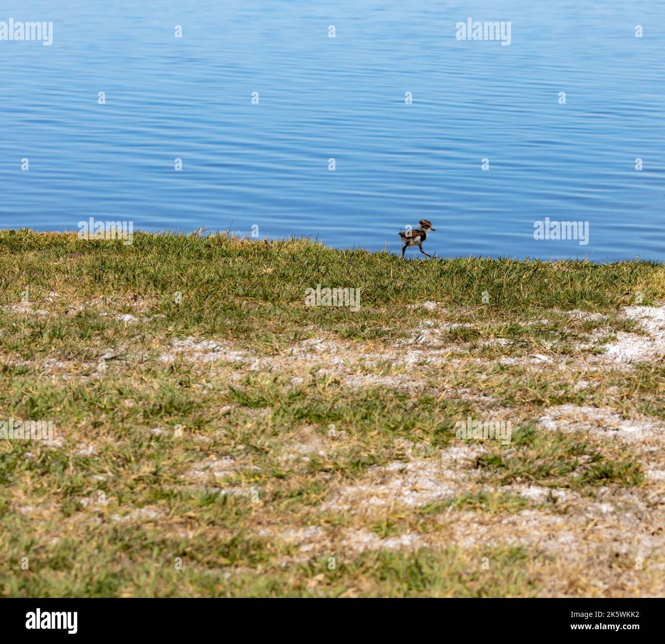 Small offspring of the bird called Tero in Argentina. Animal with long ...