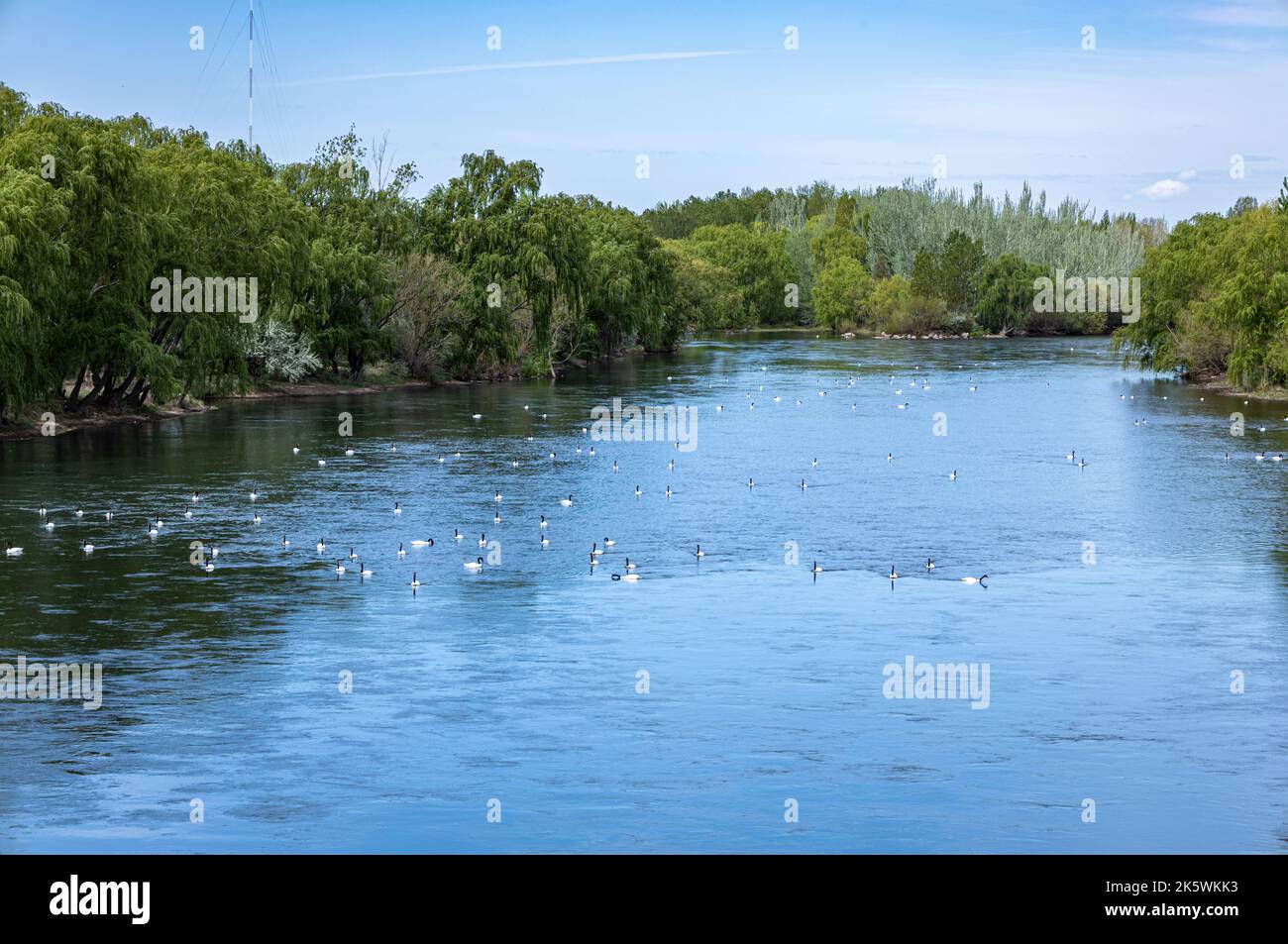 Numerous birds in the river swimming against the current. Landscape of the province of Neuquen in Argentina. Stock Photo