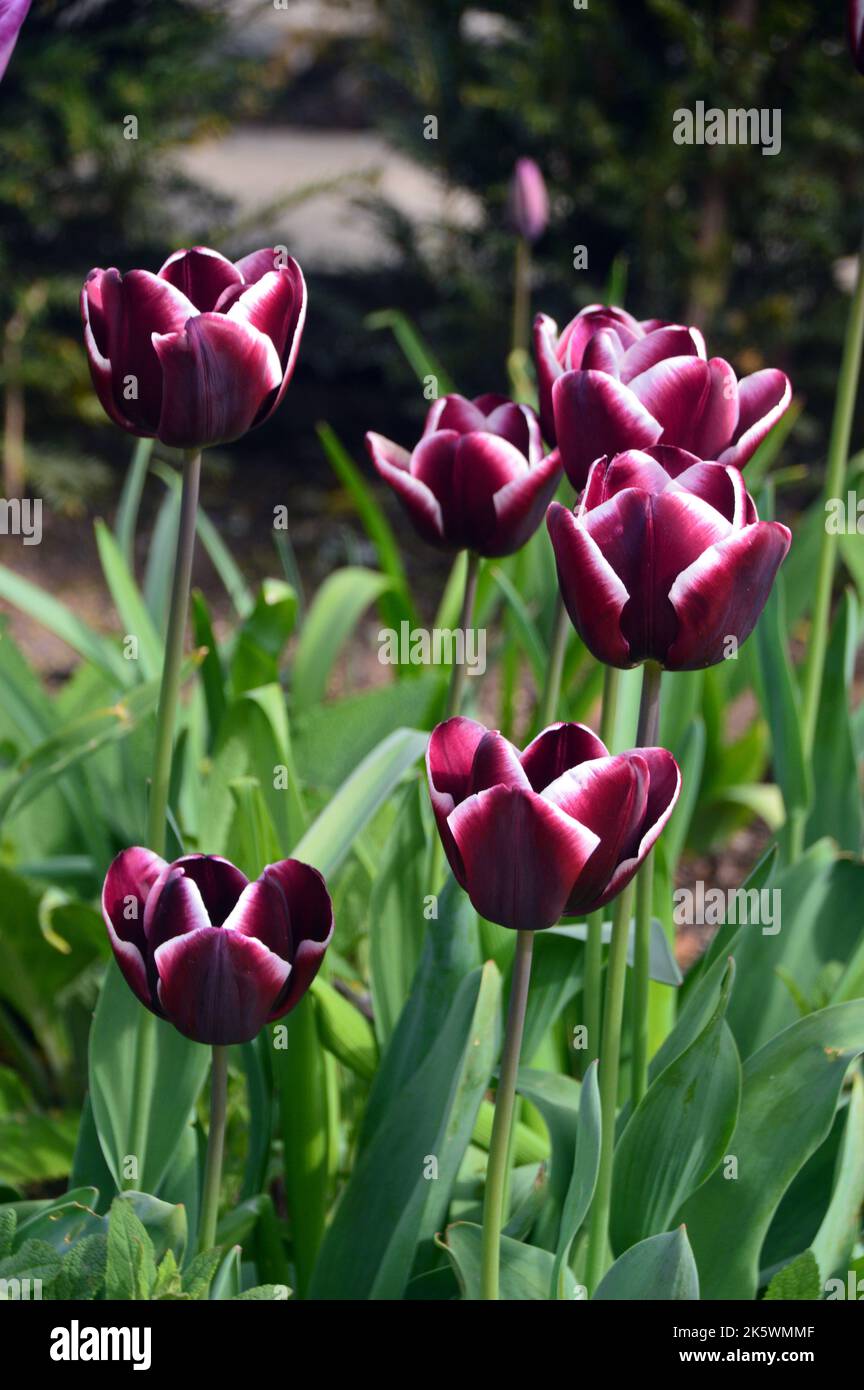 Bunch of Deep Maroon/Purple & White Tulipa 'Jackpot' Tulip Triumph Group grown at Holker Hall & Gardens, Lake District, Cumbria, England, UK. Stock Photo