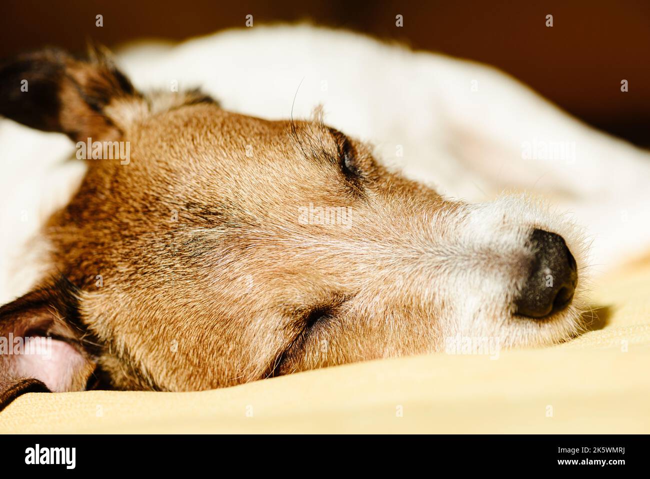 Dog sleeping on couch bask in the sun Stock Photo