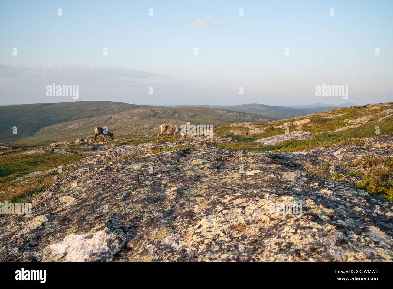 A wide-angle shot of Domestic reindeer, Rangifer tarandus walking in the mountains on an early summer morning at Urho Kekkonen National park, Northern Stock Photo