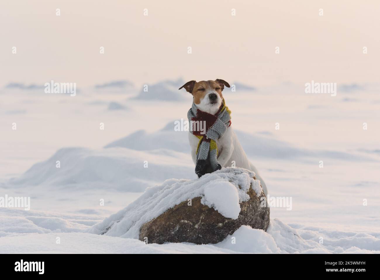Concept of seasonal care and hypothermia protection for pets. Dog wearing scarf standing on ice in winter snowy landscape Stock Photo