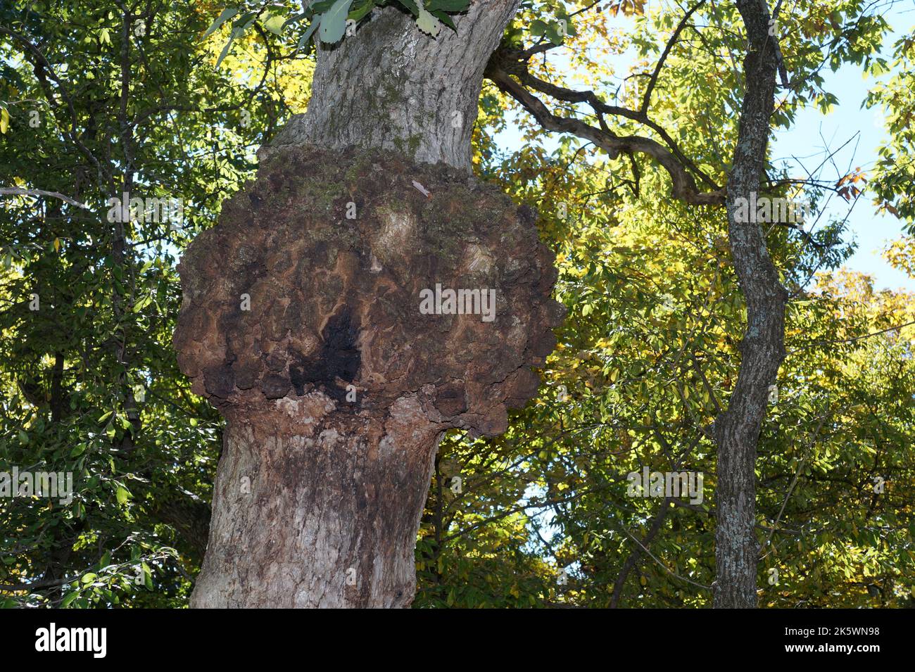 Burls on tree in woods Stock Photo Alamy
