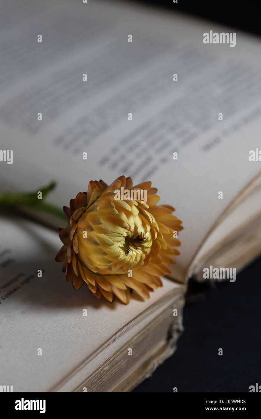 A strawflower on an old book. Stock Photo