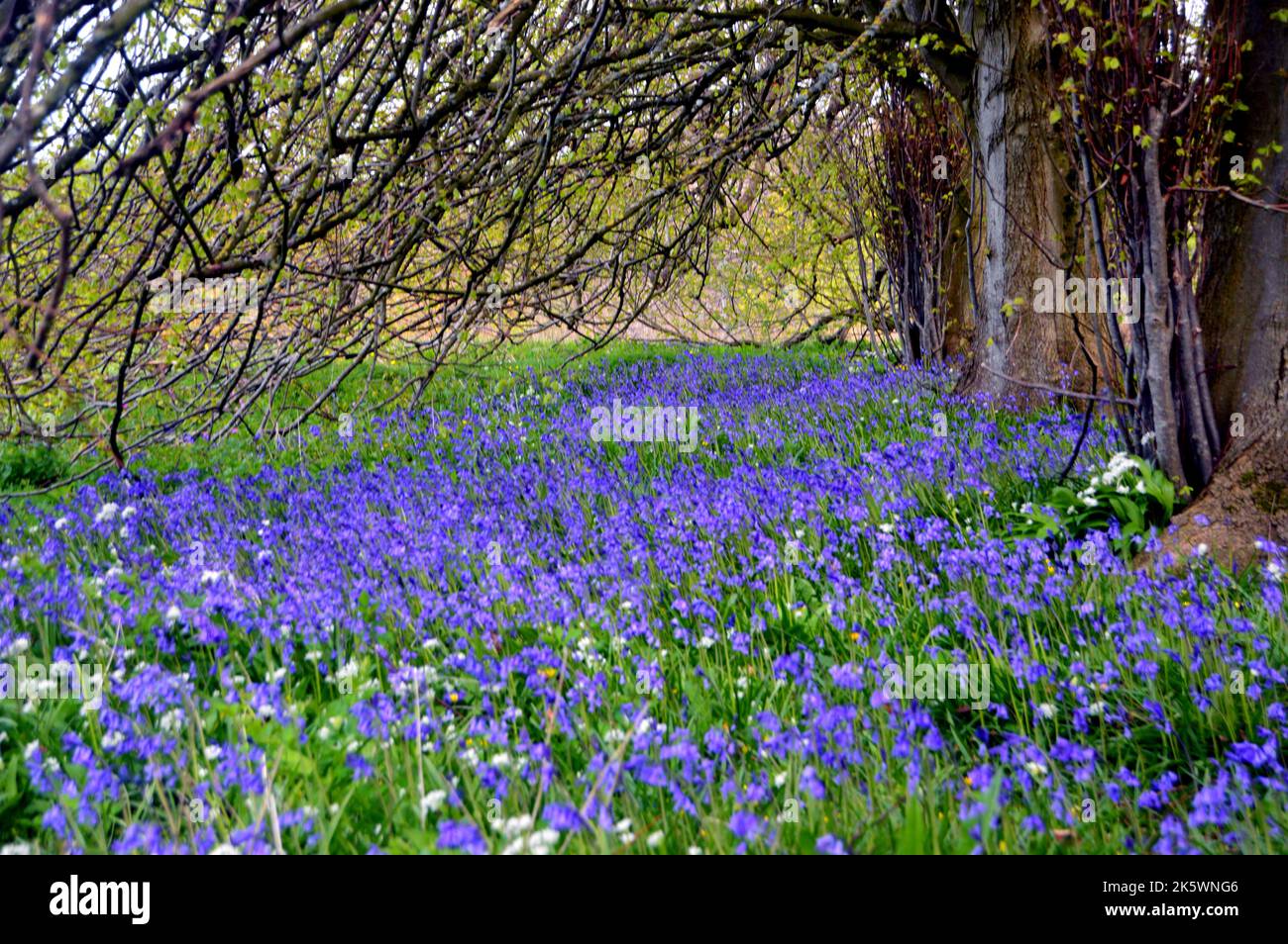 Carpet of Common Bluebells under a Canopy of Trees on the Edge of the Wildflower Meadow at Holker Hall & Gardens, Lake District, Cumbria, England, UK. Stock Photo