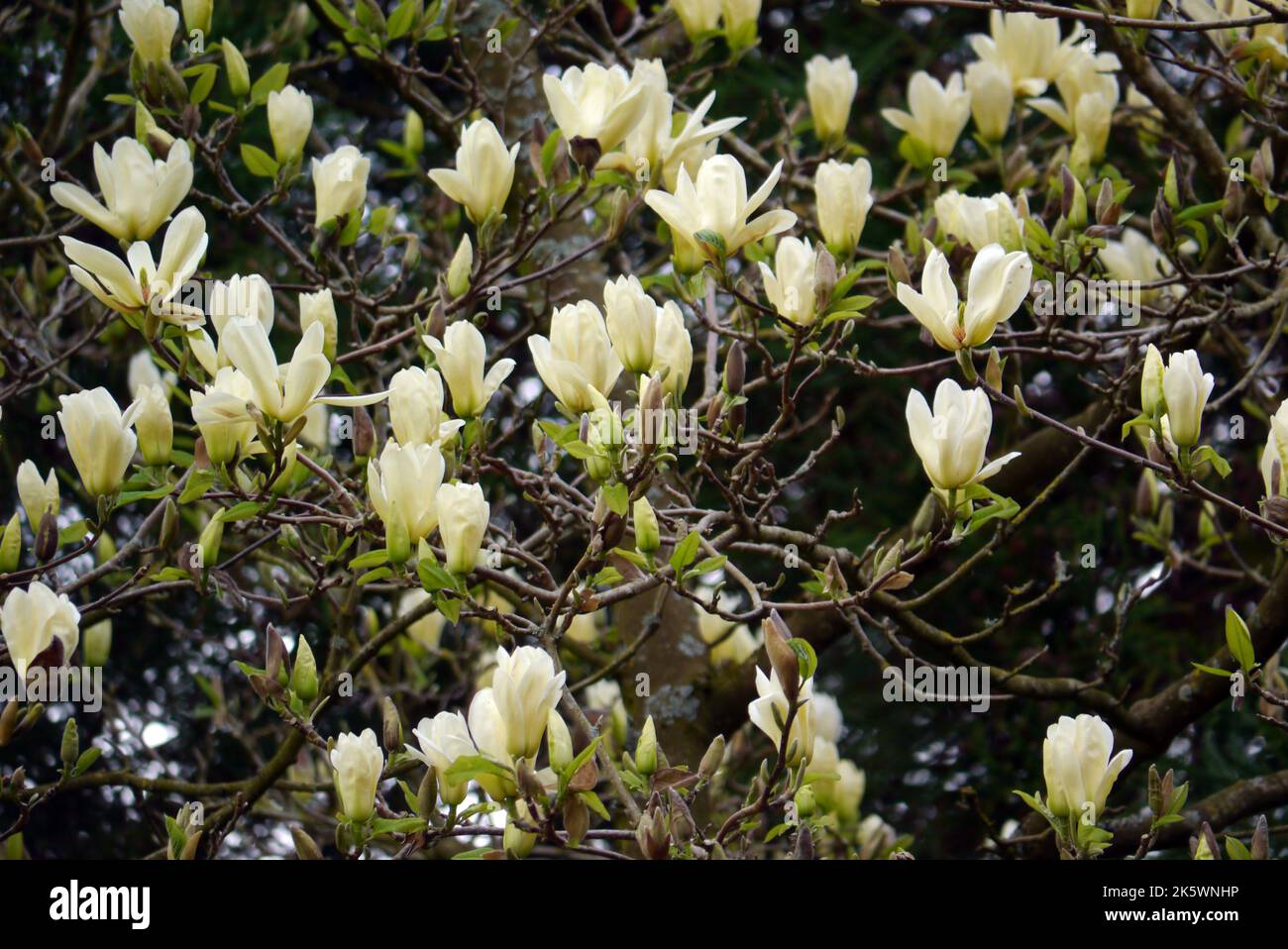 Flowering Pale Yellow/Lemon Coloured Rhododendron Tree (Azalea) Growing in Parkland at Holker Hall & Gardens, Lake District, Cumbria, England, UK. Stock Photo
