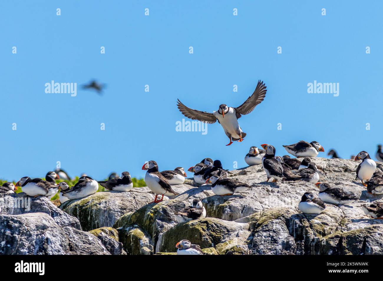 Puffin (Fratercula arctica) in flight Stock Photo