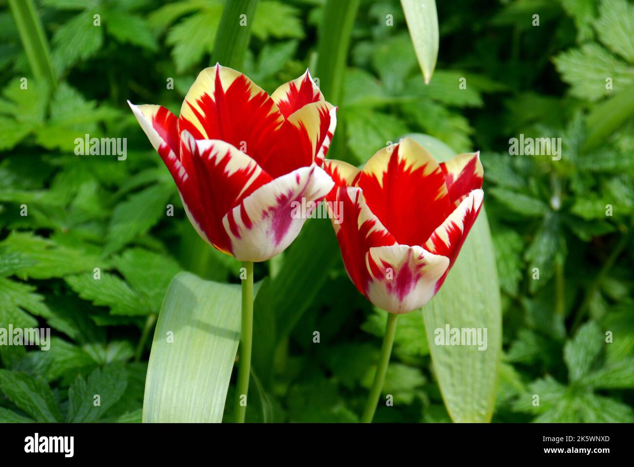 Pair of Yellow & Red Bi-Coloured Tulipa 'Helmar' Tulips in the Borders of Holker Hall & Gardens, Lake District, Cumbria, England, UK Stock Photo