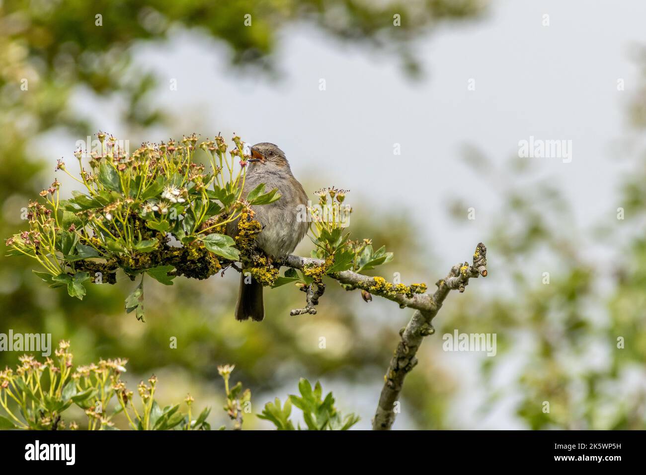 Dunnock (Prunella modularis) singing in a tree Stock Photo