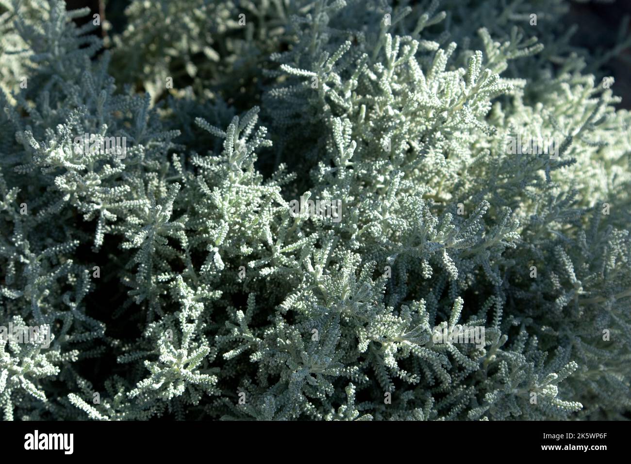 Gray Santolina or Lavender Cotton with silver foliage growing in the autumn garden. Selective focus with blured background Stock Photo