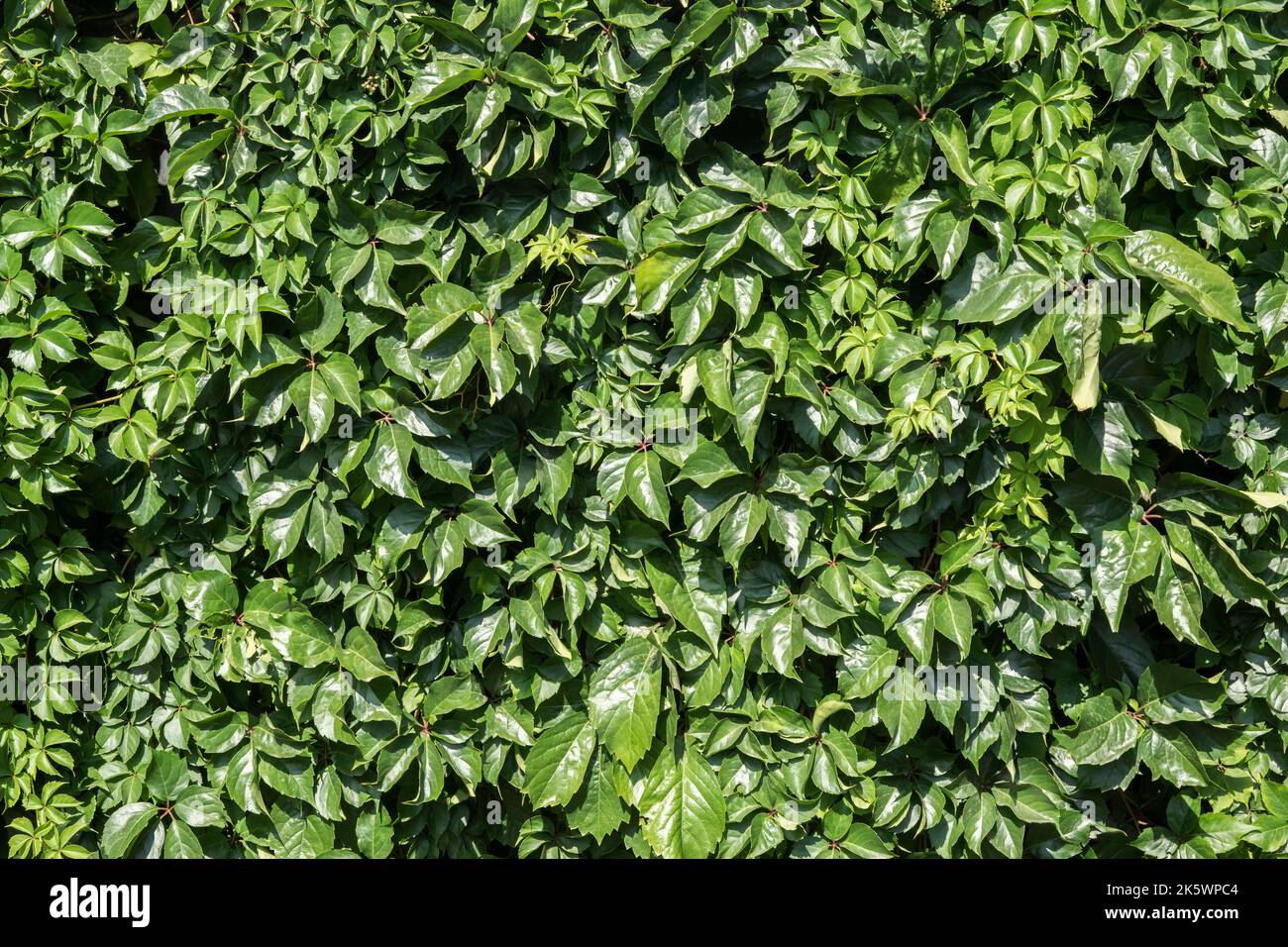 Garden wall covered in green creepers closeup as natural background