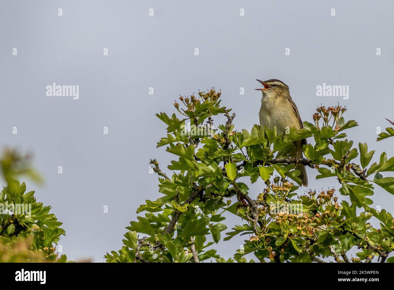Sedge warbler (Acrocephalus schoenobaenus) singing in a tree Stock Photo