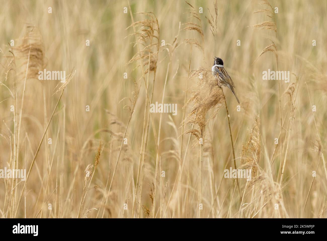 Reed bunting (Emberiza schoeniclus) perched on reeds Stock Photo