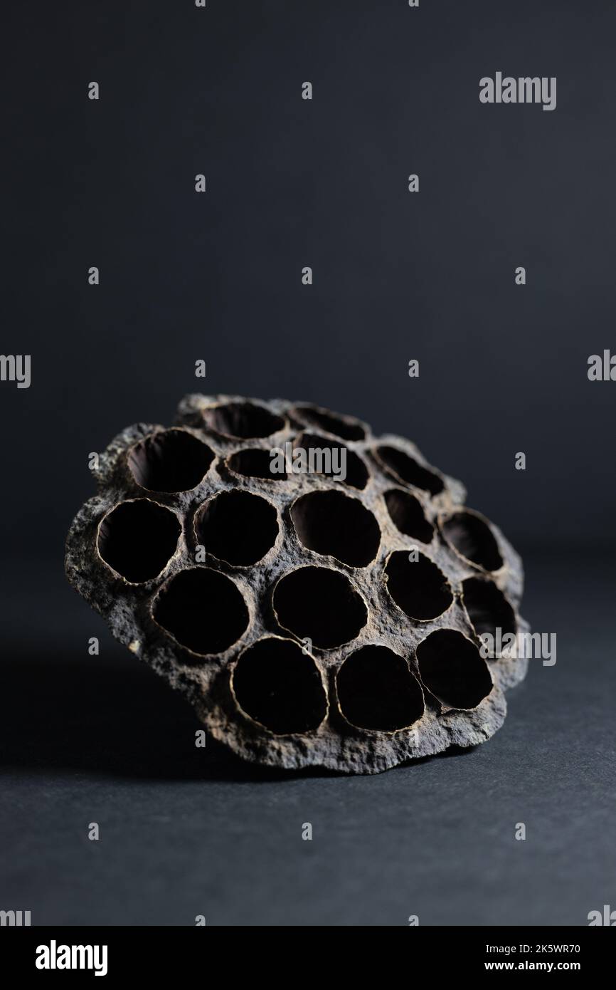 A dry lotus flower seed pod on a black background. Stock Photo