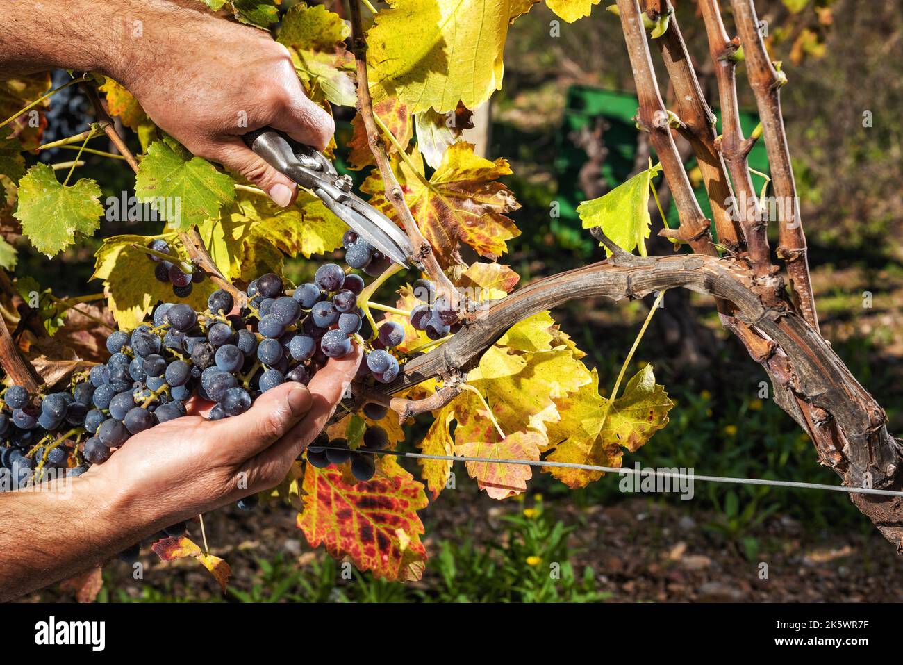 Cannonau Grapes Farmer In Autumn Harvesting The Bunches Of Grapes With cannonau-grapes-farmer-in-autumn-harvesting-the-bunches-of-grapes-with