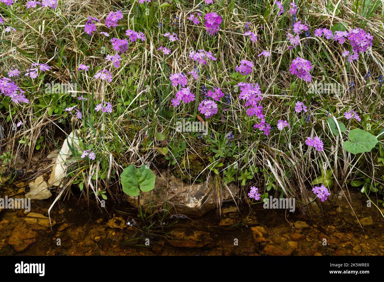 A large group of bright pink Bird's-eye primroses blooming on the bank of a ditch during a late spring day in Estonia Stock Photo