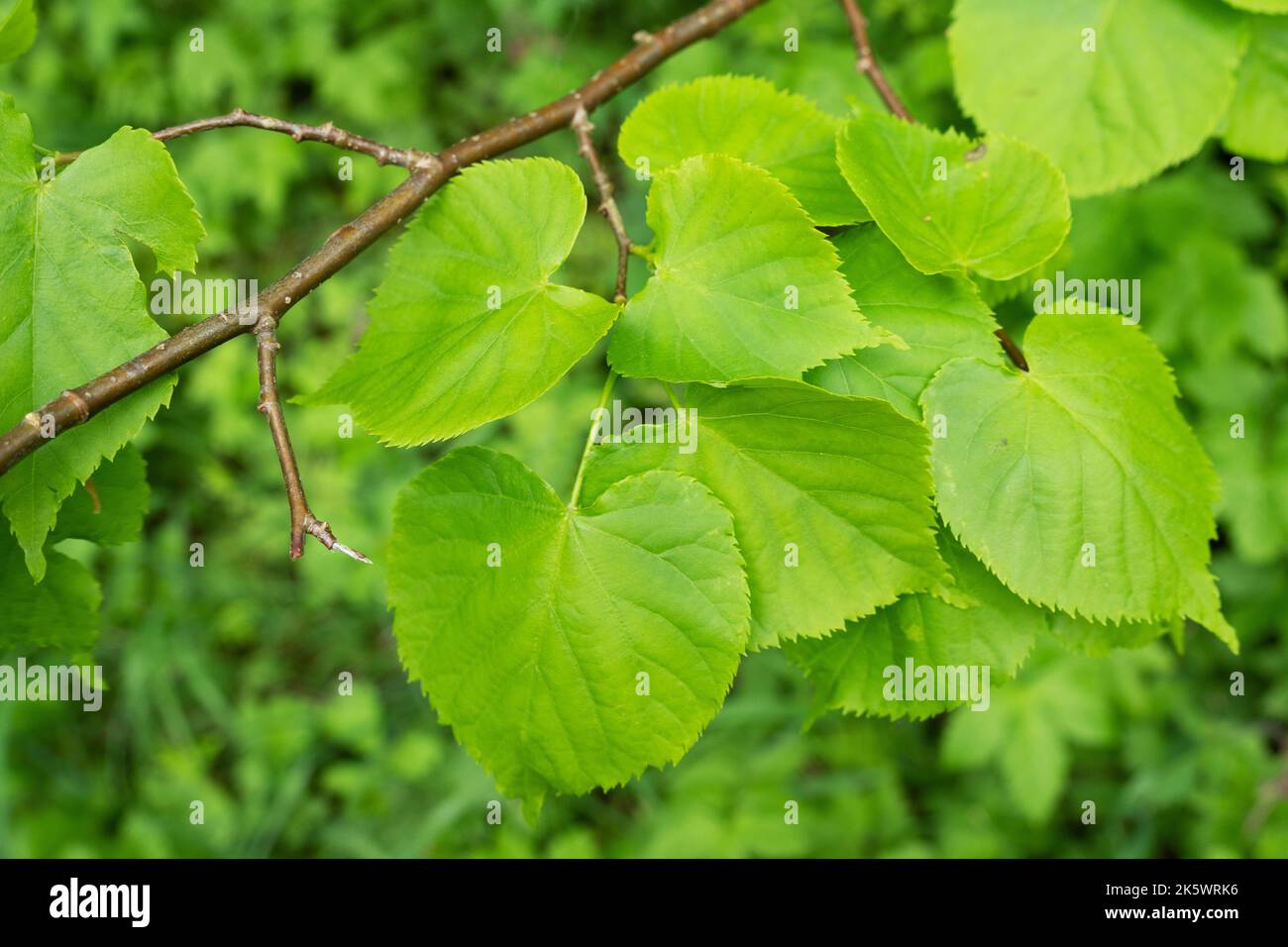 Fresh Small-leaved lime, Tilia cordata leaves on a late spring day in Estonian boreal forest Stock Photo