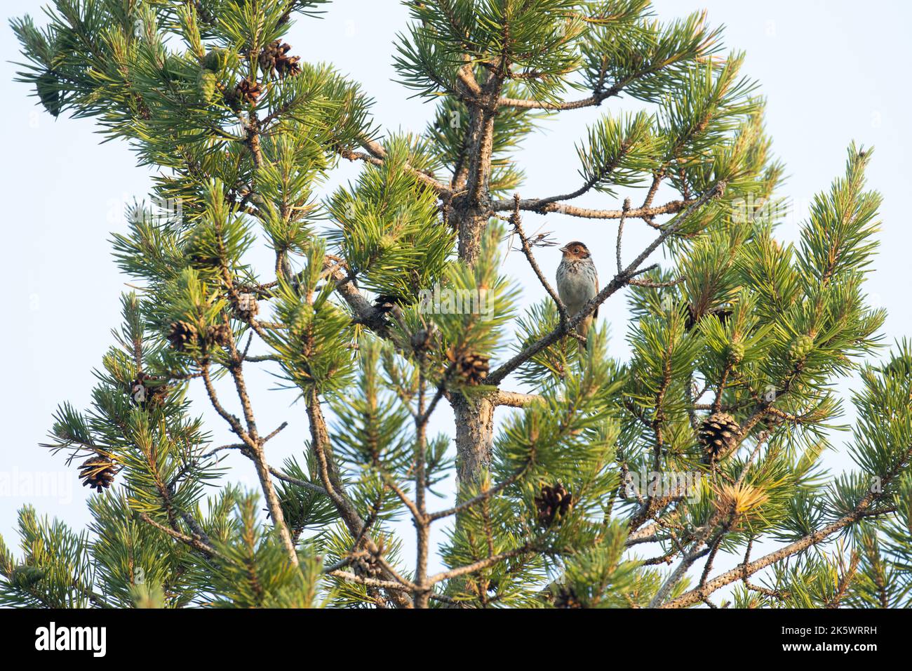 Northern bird, Little bunting perched on a Pine on summer morning in Finland Stock Photo