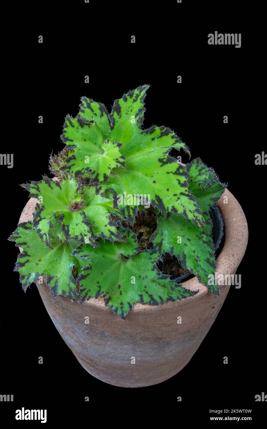 Beautiful small begonia rex hybrid with contrasted bright green leaves in clay pot isolated on black background Stock Photo