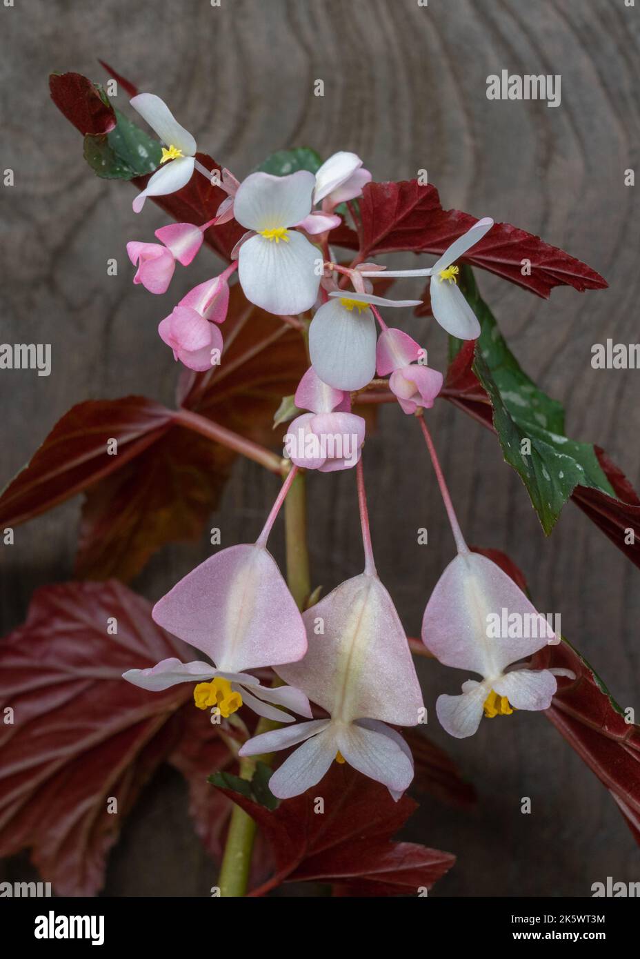 Closeup view of beautiful delicate pink white male and female begonia flowers on dark wood background Stock Photo
