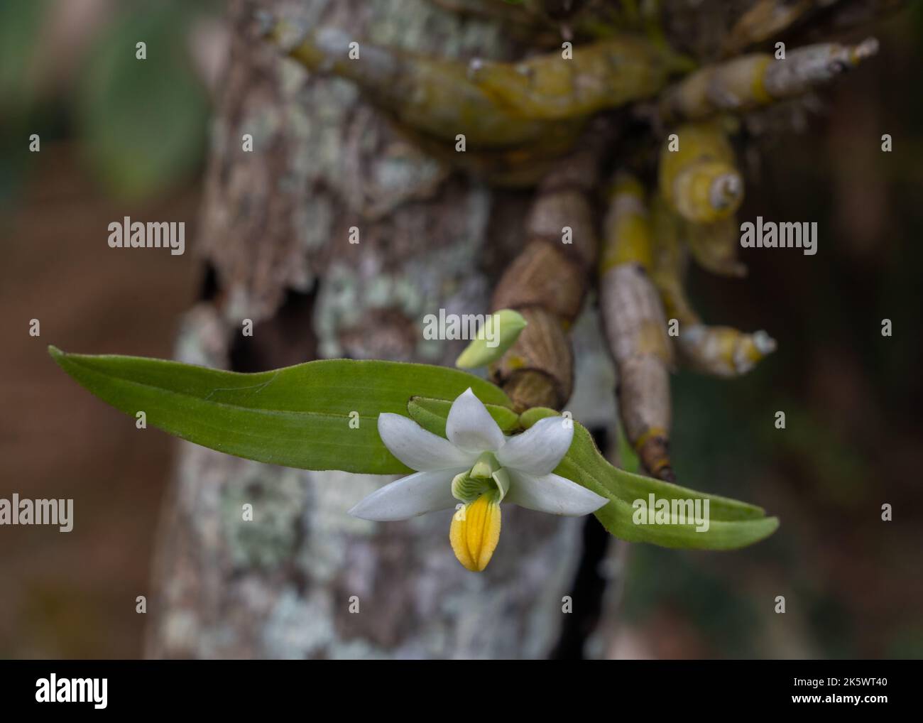 Closeup view of delicate white green and yellow flower of dendrobium scabrilingue epiphytic orchid species blooming outdoors on natural background Stock Photo