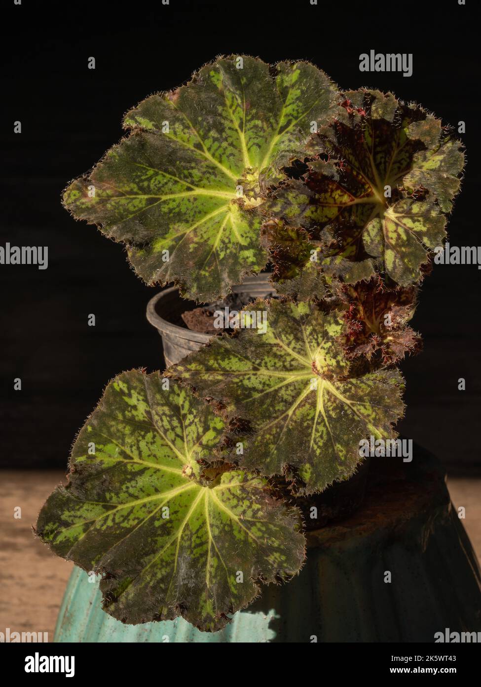 Close-up view of beautiful hairy rhizomatous begonia hybrid with contrasted green and burgundy red leaves isolated in bright light on dark background Stock Photo