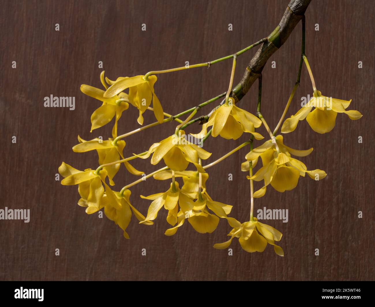 Closeup view of beautiful bright yellow flowers of dendrobium friedericksianum epiphytic orchid species isolated on dark wood background Stock Photo