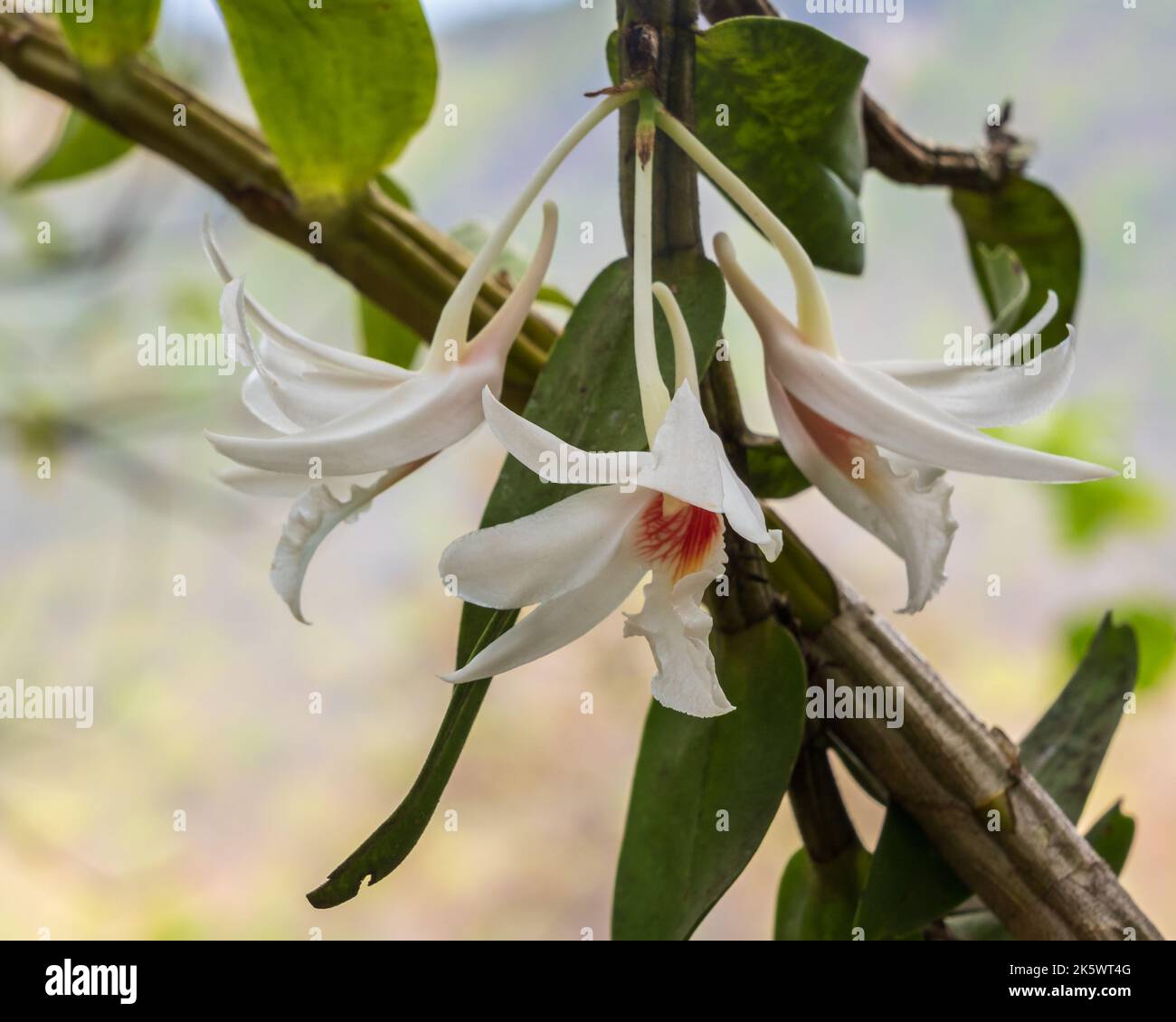 Closeup view of beautiful white and orange flowers of dendrobium draconis a tropical epiphytic orchid species blooming outdoors on natural background Stock Photo