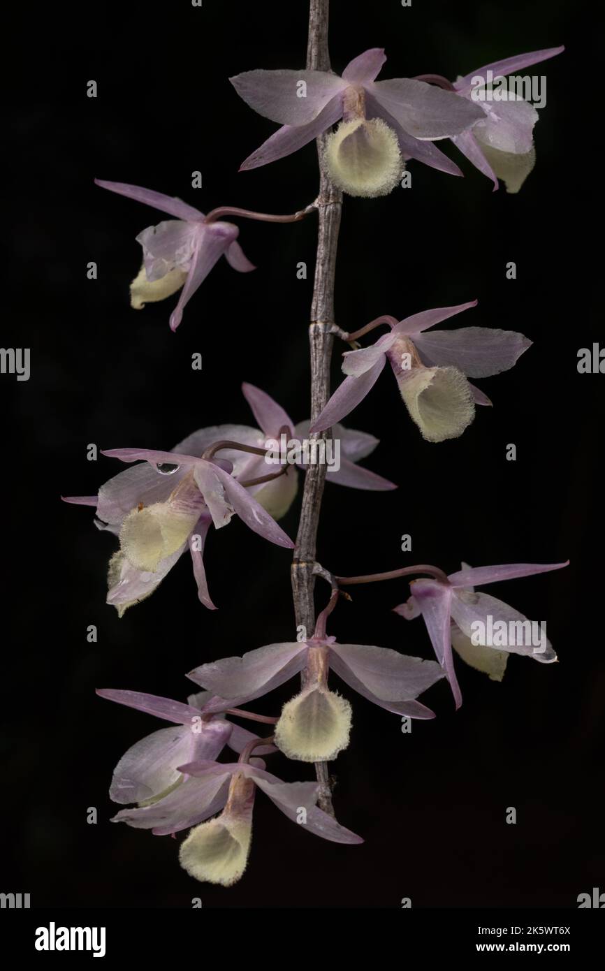 Closeup view of creamy white and purple pink dendrobium aphyllum tropical epiphytic orchid species flowers isolated in sunlight on dark background Stock Photo