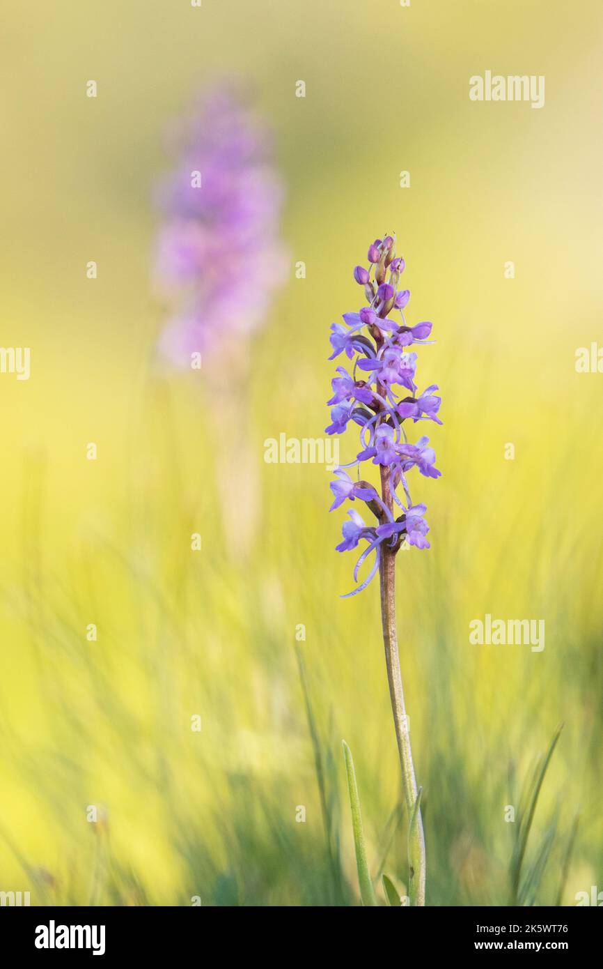 Close-up of a flowering Fragrant orchid, Gymnadenia conopsea on a summer evening in Riisitunturi National Park, Northern Finland Stock Photo