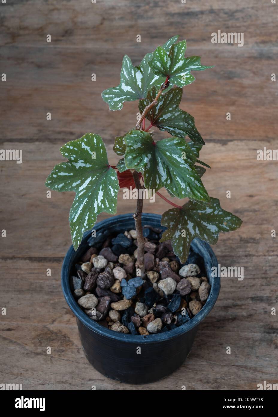 Closeup view of bright green and silver white foliage of potted maple leaf begonia isolated on wooden table outdoors Stock Photo