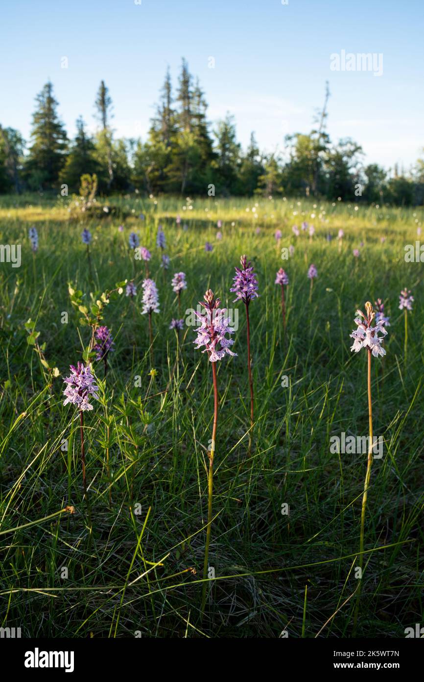 Heath-spotted orchid, Dactylorhiza maculata flowering on a summer evening in bog in Riisitunturi National Park Stock Photo