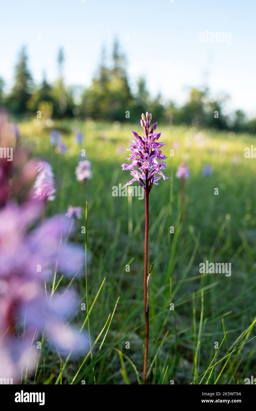 Heath-spotted orchid, Dactylorhiza maculata flowering on a summer evening in bog in Riisitunturi National Park Stock Photo