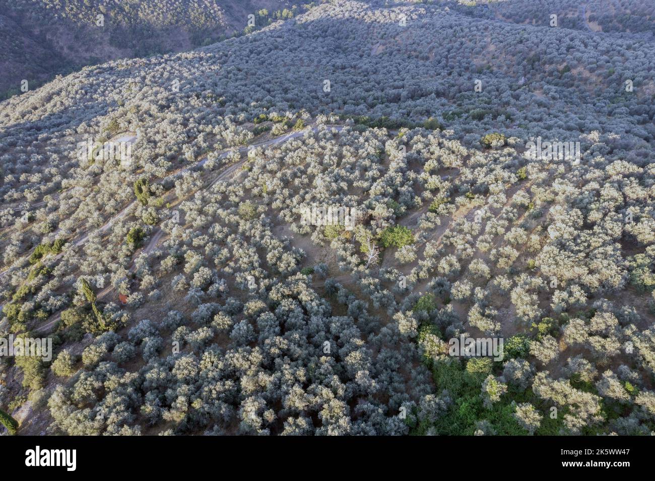 Olive trees aerial drone view. Olive grove for olive oil production in